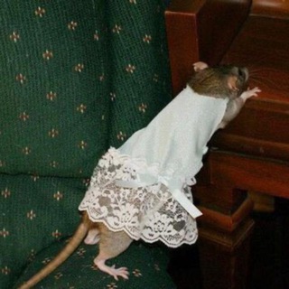 Логотип @babscute - бабий кут