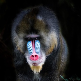 Логотип @babuinoclub - БАБУИНОКЛУБ