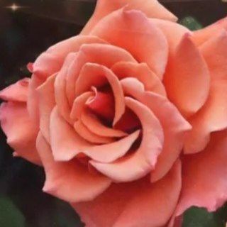 Логотип @babuska23 - Бабушка