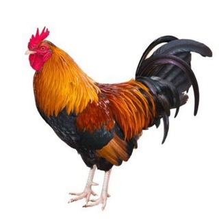 Логотип @bacalaoalpilpil - Hammurabi 🐓