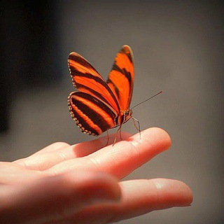 Логотип @badaiparayam - 🍁🍁ചിത്രശലഭങ്ങൾ 🦋🦋