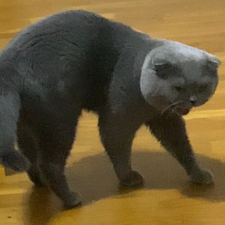 Логотип @badbutler104 - Little Shitten