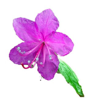 Логотип @bagulnikpronina - Багульник Пронина