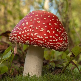 Логотип @bahcha210 - Бахчивики