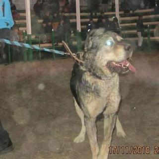 Логотип @baishunak - baishunak_team🔥