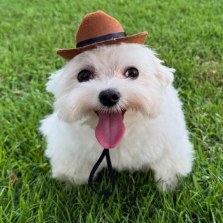 Логотип @bakahyeung - 猫のお寺