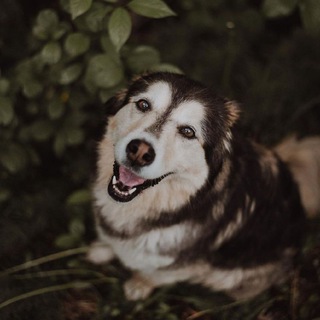 Логотип @bakerypumpkins - † δу᧘᧐чнᥲя ᴛыκʙы.🦅