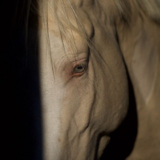 Логотип @bakisha555 - Bakishka_