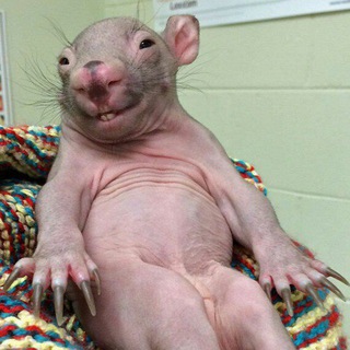 Логотип @baldchipmunk_04 - Лысый Бурундук