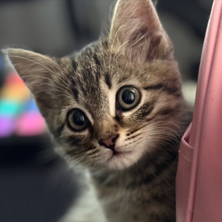 Логотип @baldezhkot - Сладкий Балдёж