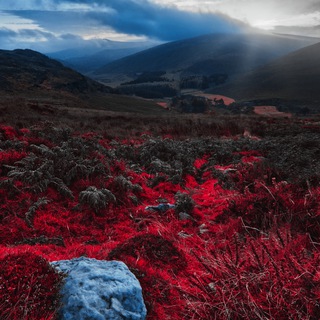 Логотип @ballingary - Дикие волки из Баллингари