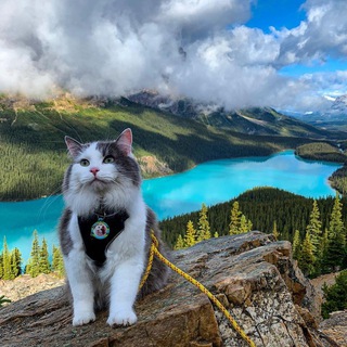 Логотип @balzmar - Дневник Бальзамина Мармеладовича