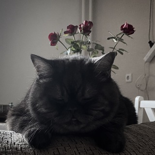 Логотип @bambi_chat - bambi chat