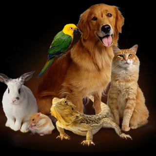 Логотип @baraholkazhivotnie - БАРАХОЛКА ДЛЯ ЖИВОТНЫХ