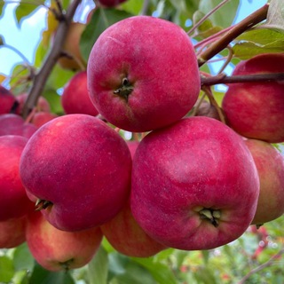 Логотип @barguzin213 - Баргузинские саженцы . Бурятия