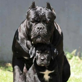 Логотип @barmaleysvd - Barmaley🔥🔥🔥