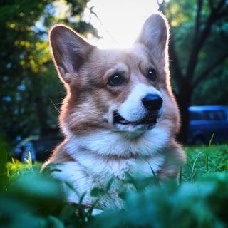 Логотип @barniboom - Барни🐶🍌