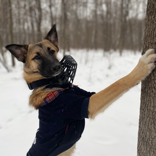 Логотип @barniephotobattles - BARNIOLIVIE.GAMES