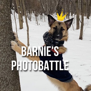 Логотип @barniephotobattleschat - BARNIOLIVIE.GAMES CHAT