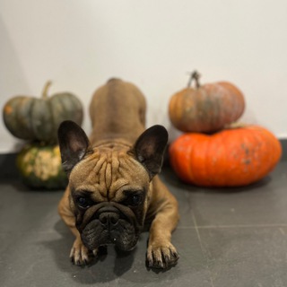 Логотип @baronchik_fnd_nika - baron.life
