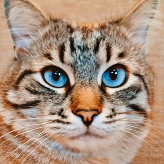 Логотип @barsycat - 🐾BarsyCat🐾