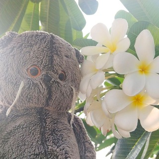 Логотип @basiktravels - Basik Colombo travels