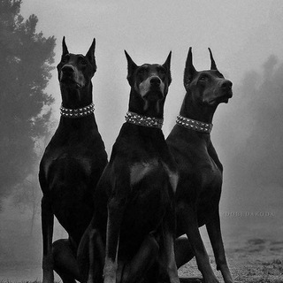 Логотип @bass_rondom - Музыка