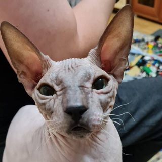 Логотип @bastet_dialog - Диалоги 🐈‍⬛
