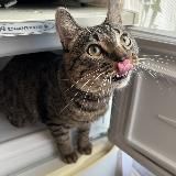 Логотип @batollo_void - Нечеловеческий потанцевал