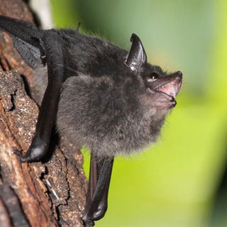 Логотип @batsdaily - Daily portion of bats🦇