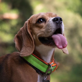 Логотип @bbeagl - BONYA&KATYA