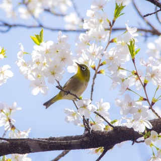 Логотип @beadslove9 - 🌼_𝑩𝑬𝑨𝑫𝑺.𝑳𝑶𝑽𝑬_🌼