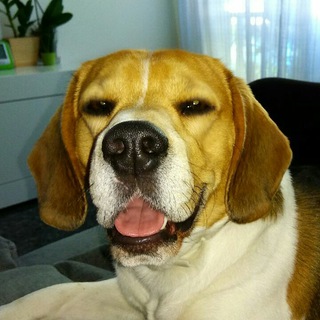 Логотип @beagles - Los Beagle por telegram