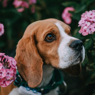 Логотип @beaglesomm_chat - Чат с Дэем🐶