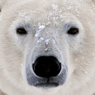 Логотип @bearisgear - Bear is Gear