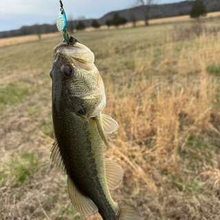 Логотип @beartoothbayou - Bear Tooth Bayou Outdoors