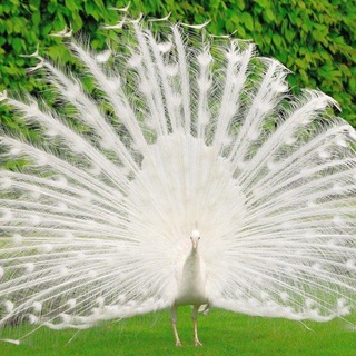 Логотип @beautyandwisdom - Wisdom & Beauty