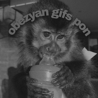 Логотип @bebezyan224pro - ☀️obezyan gifs pon/гифки с обезьянами(заброшено)