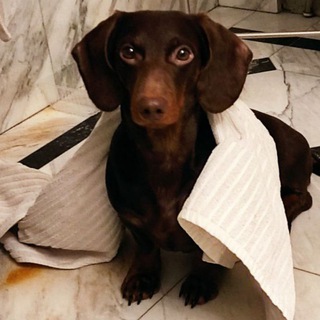 Логотип @bebrik_channel - Канал имени Бебрика и Чипыжика (экспертные материалы и практические инсайты)