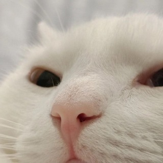 Логотип @bebrosasi - Данилка Бебо