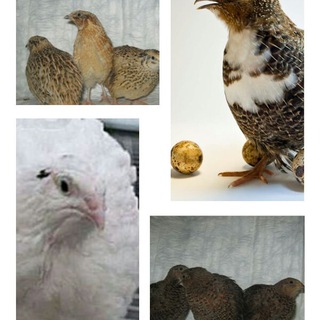 Логотип @bedanachilik - Беданачилик ва товукчилик