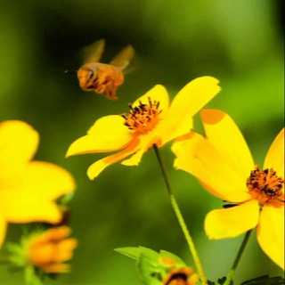 Логотип @bee63w - С мира по нитке🐝