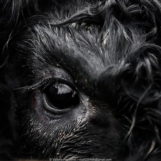 Логотип @beefcentral - БЫК В КУРСЕ