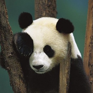 Логотип @beerpanda - BeerPanda. Органично недоразвитый DevOps