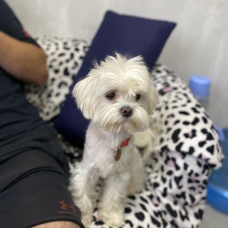 Логотип @befl_gerl1 - 彡. ·𝗟𝗲𝗼 𝗱𝗼𝗴..