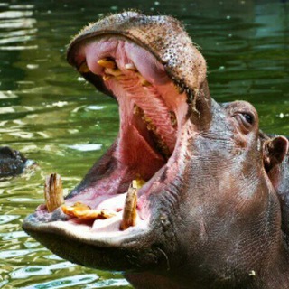 Логотип @beg_emot - Бегемот Info