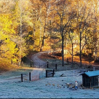 Логотип @beginnerhomesteader - Beginner Homesteader