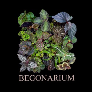Логотип @begonarium - BEGONARIUM