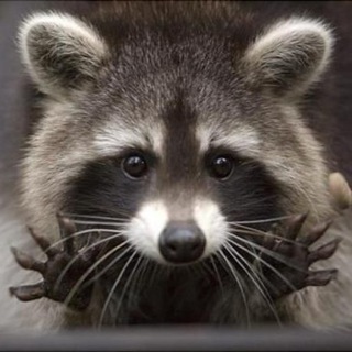 Логотип @begtinchat - Чат к каналу @begtin