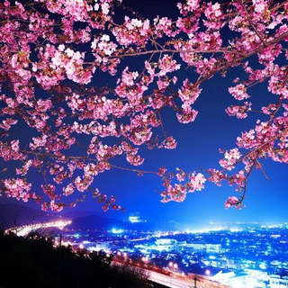 Логотип @belajar_nihongo - Belajar Bahasa Jepang 🌸日本語 🌸